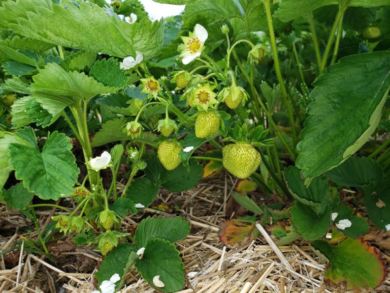Strawberry Update!