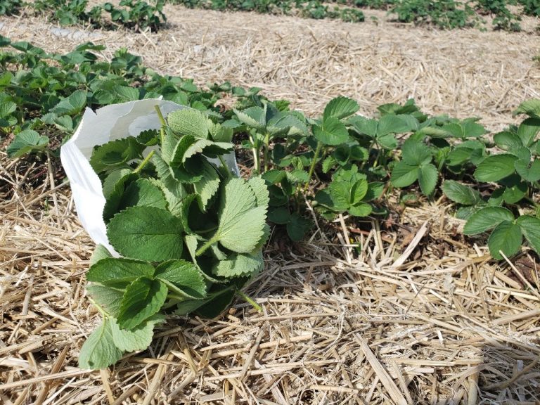 It’s a beautiful Monday to pickup some asparagus for dinner, supply is excellent!